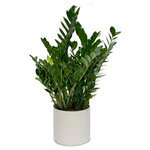 Scape Supply - Live 3' Zamioculcas Zamiifolia (ZZ) Package, White - The Zamioculcas Zamiifolia is often referred to as the ZZ Plant due to its wild sounding name.  This thicker ZZ package includes a 16 inch commercial quality plastic planter that stands between 36-40 inches tall.  The ZZ plant at this size has taller branches that will eventually open out as the plant grows (over a year).  The leaves are a lovely rounded shape that are thicker and more plump than most.  The ZZ  is very hearty, requiring less water  and can handle areas of low light.  This package goes well with any interior design style and definitely brings an interesting look to your individual aesthetic.  It has become a very popular plant in the last couple of years and is nice option for a medium sized foliage for your home.