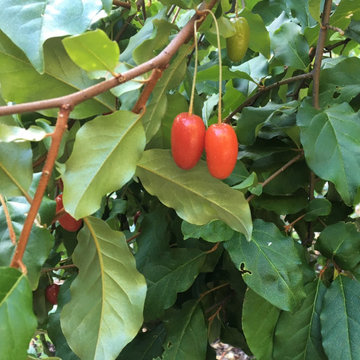 Uncommon Fruits to Grow in Santa Cruz