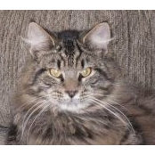Phyllis Muscolino's photo