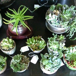 succulents - Products