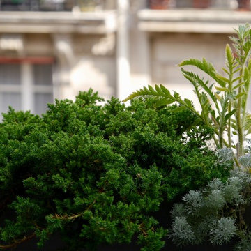 Balcon - "Inversion des pôles" - ligne végétale sur un balcon haussmannien