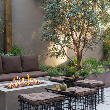Olive Tree