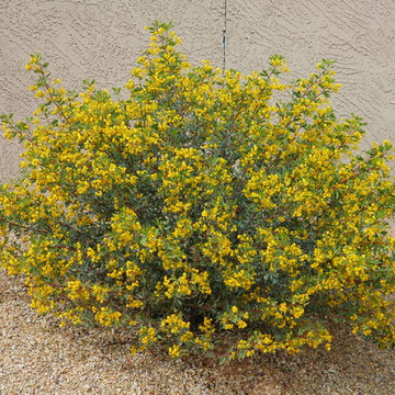 Southwestern Plants