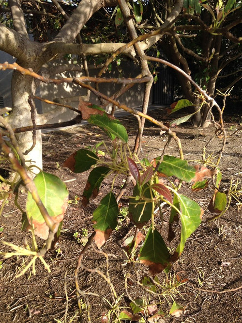 My old avocado trees are dying!