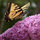 webuser_6594967