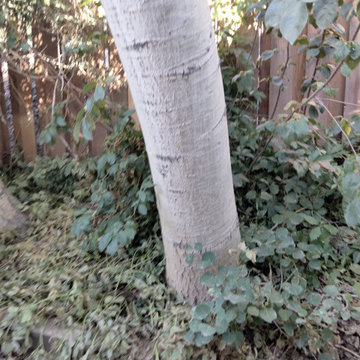 My Project