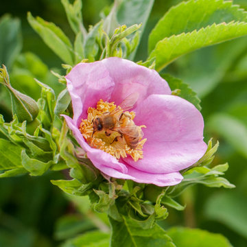 California Rose