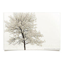 Tree Sepia Collection - Prints And Posters
