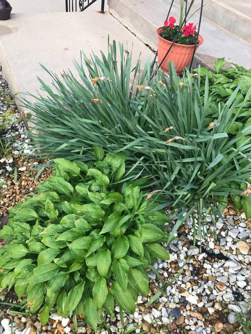 Did I miss my opportunity to thin/transplant Hostas and daffodils?