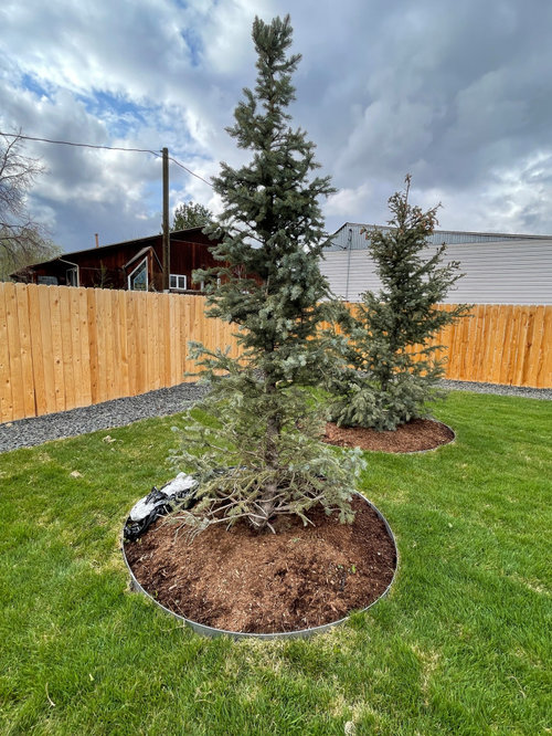 Help w blue spruce tree dying?
