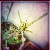 Luna Zen's photo