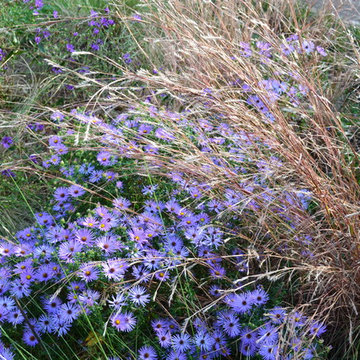 Lake Claire Meadow Garden