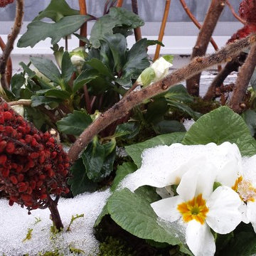 Flowers in January