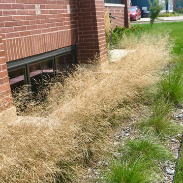 Native Deschampsia and Prairie Dropseed grass