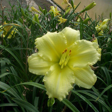 Perennial Flowers
