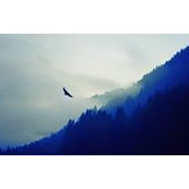 Si Treehugger's photo