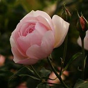 Vicki N Franco Macioce's photo