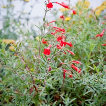2018 Native Plant Garden Tour