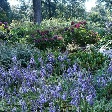 Ground cover Hosta 'Ginko Craig', Dwarf Hydrangea 'Pia'