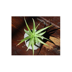 Handmade Concrete Planters - Outdoor Products