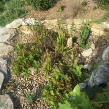 Bog Garden