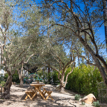 Olive Allee & picnic table