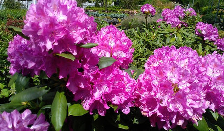 Prächtige Blüte, einfache Pflege: Rhododendren