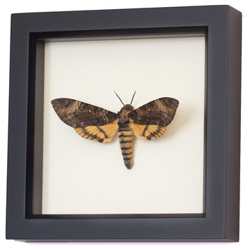 Framed Death Head Moth Display