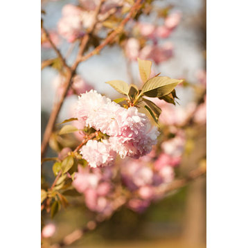 Fine Art Photograph, Spring Blossoms IV, Fine Art Paper Giclee