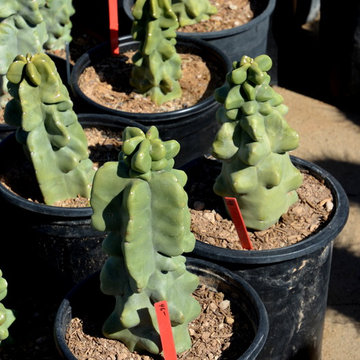 Southwestern Plants