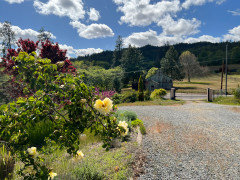 How can I make my roses grow and bloom more quickly? | Houzz Forum