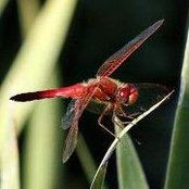 Clary Alward's photo