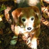 Lesley Rubenstein-Pessok's photo