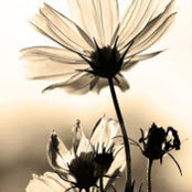 Sheena Liu's photo