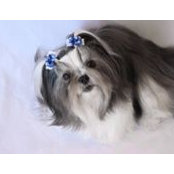 Keiko Shih Tzu's photo