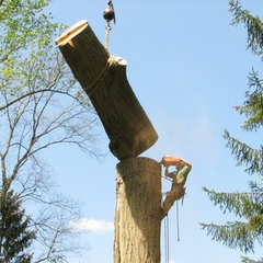 Wordl tree services