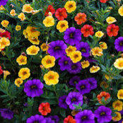 Becky Robbins's photo