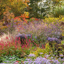 Sunny border