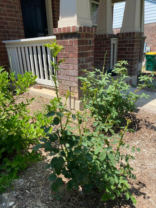 What is wrong with my roses?