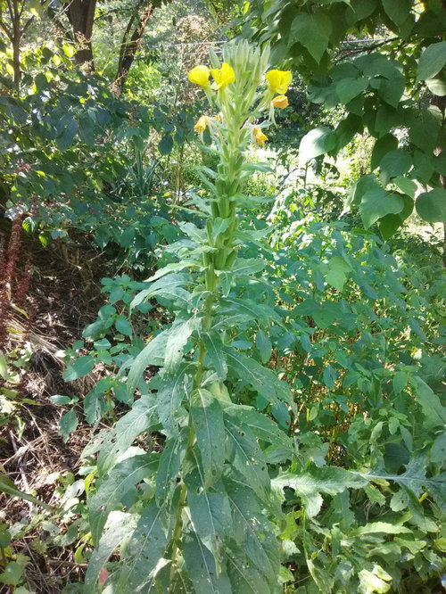 Tall weed with yellow flowers.
