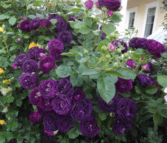 Edmund Roses--rose recommendation | Houzz Forum