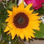 Sharon Dean's photo