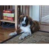 Robin Nadeau's photo