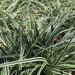 Current Featured Plants - Products