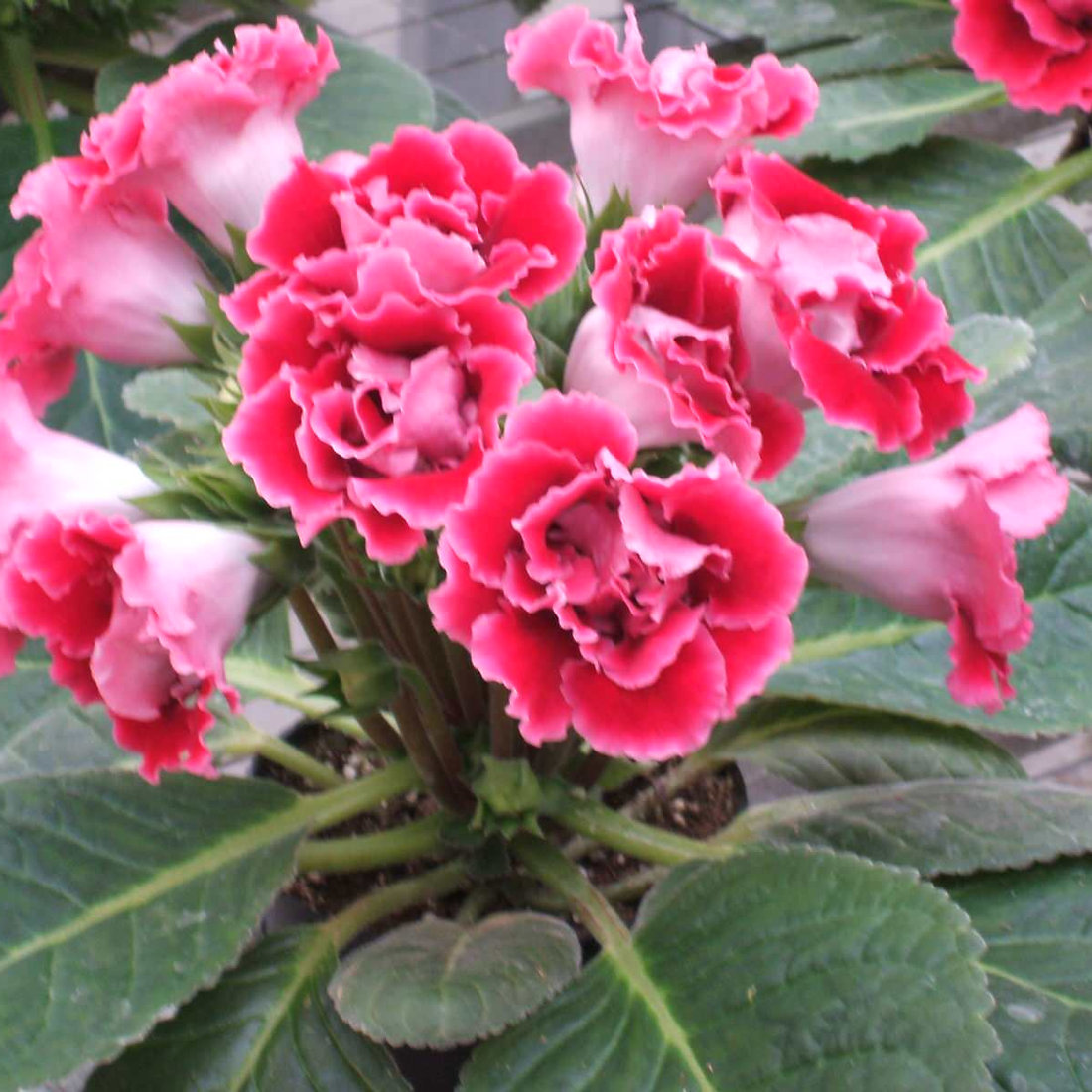 Double Gloxinias