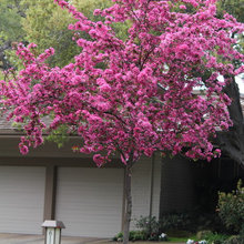 Trees