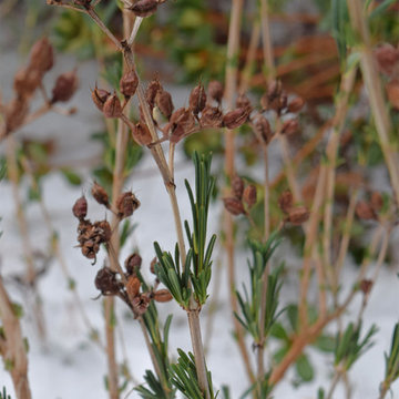 Hypericum prolificum