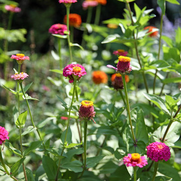 Zinnia
