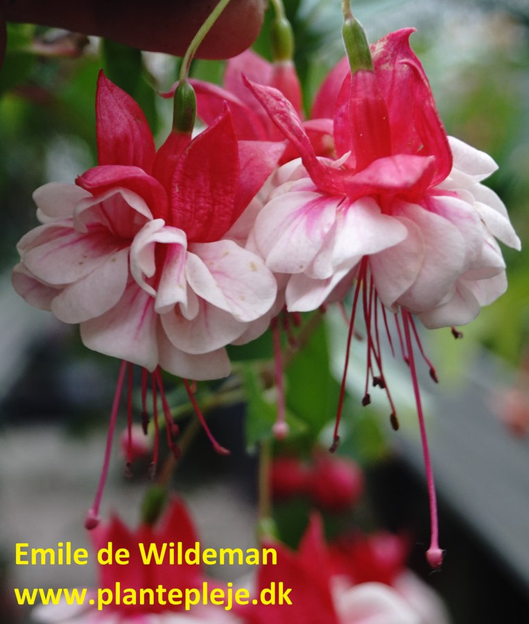 Fuchsia liste 2020 (her ses fotos af en mindre del af de fuchsia vi producere)