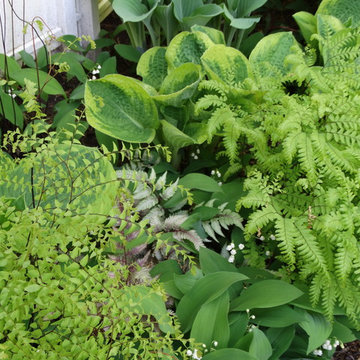 Plant Association